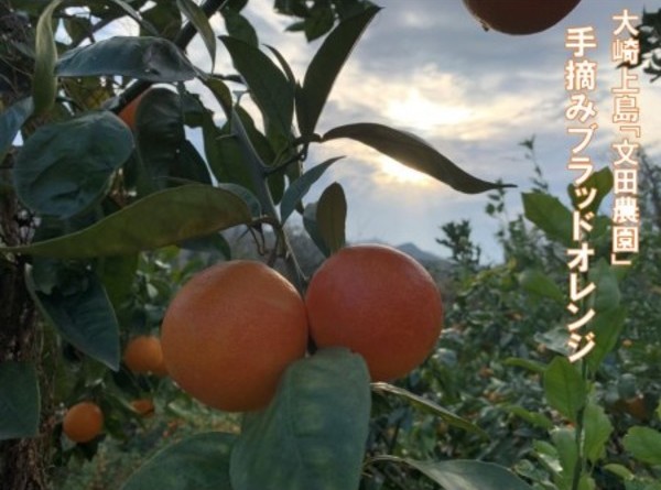 希少 国産 フルーツ 送料無料 ブラッドオレンジ 2k　柑橘