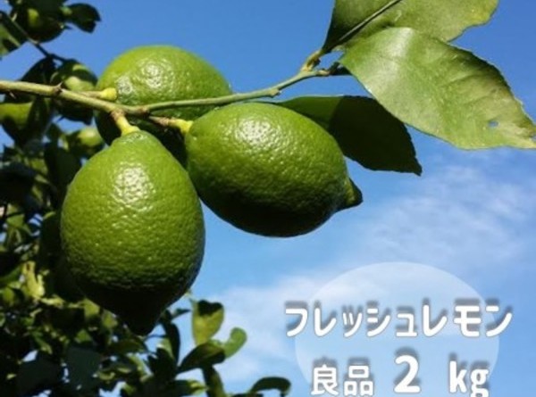 送料無料 国産 レモン 広島産 生口島 単一農家の減農薬こだわりレモン 2kg(約14玉～20玉)　