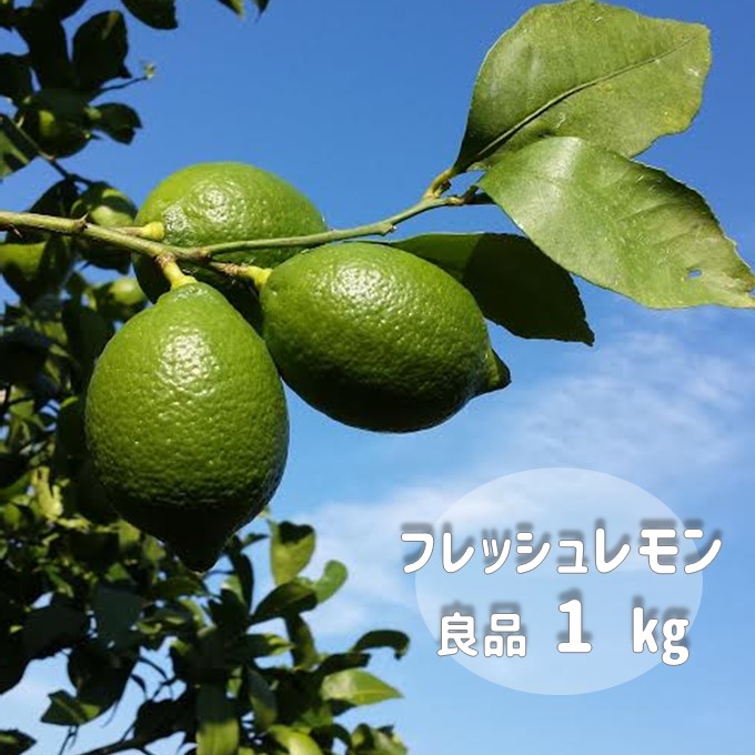 送料無料 国産 レモン 広島産 生口島 単一農家の減農薬こだわりレモン